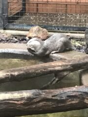 Otter