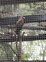 Wedge-Tailed Eagle