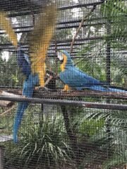 Macaw