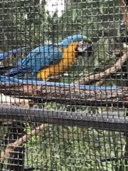 Macaw