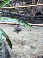 Otter