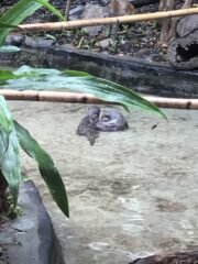 Otter