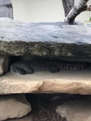 Lace Monitor Lace Monitor