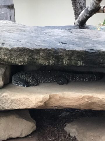 Lace Monitor