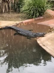 Salt Water Croc