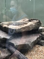 Large Perentie