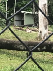 Kangaroo