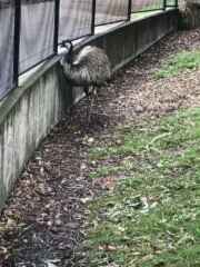 Emu