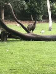 Emu